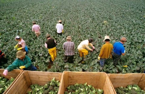 TUYỂN NAM NỮ LÀM NÔNG NGHIỆP CANADA